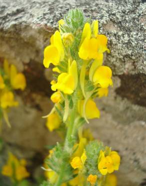 Fotografia 6 da espécie Linaria saxatilis no Jardim Botânico UTAD