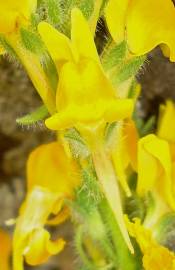 Fotografia da espécie Linaria saxatilis