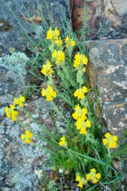 Fotografia da espécie Linaria saxatilis