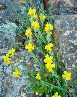 Fotografia 9 da espécie Linaria saxatilis no Jardim Botânico UTAD