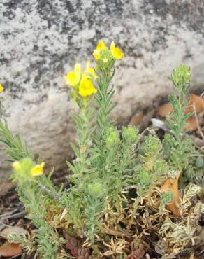 Fotografia 10 da espécie Linaria saxatilis no Jardim Botânico UTAD