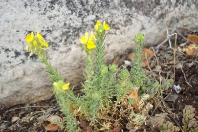 Fotografia da espécie Linaria saxatilis