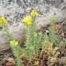 Fotografia 10 da espécie Linaria saxatilis do Jardim Botânico UTAD