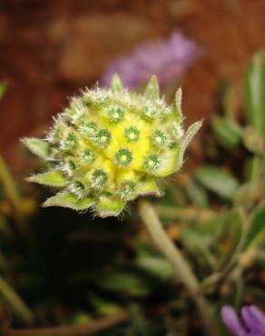 Fotografia 9 da espécie Knautia subscaposa var. subscaposa no Jardim Botânico UTAD