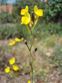 Fotografia da espécie Linaria spartea