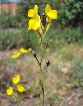 Fotografia 5 da espécie Linaria spartea no Jardim Botânico UTAD