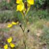 Fotografia 5 da espécie Linaria spartea do Jardim Botânico UTAD