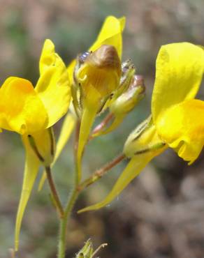 Fotografia 1 da espécie Linaria spartea no Jardim Botânico UTAD