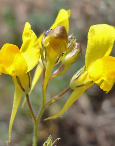 Fotografia de capa Linaria spartea - do Jardim Botânico