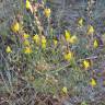 Fotografia 7 da espécie Linaria spartea do Jardim Botânico UTAD