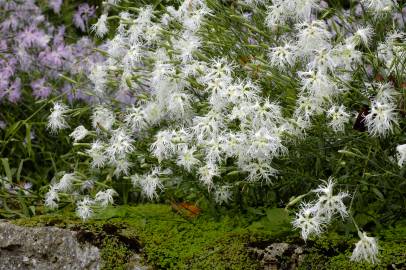 Fotografia da espécie Dianthus superbus