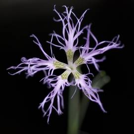 Fotografia da espécie Dianthus superbus