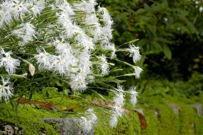 Fotografia da espécie Dianthus superbus