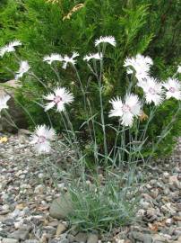 Fotografia da espécie Dianthus superbus