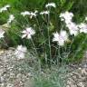 Fotografia 7 da espécie Dianthus superbus do Jardim Botânico UTAD