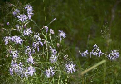 Fotografia da espécie Dianthus superbus