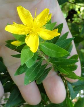 Fotografia 12 da espécie Hypericum canariense no Jardim Botânico UTAD