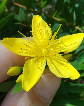 Fotografia 14 da espécie Hypericum canariense no Jardim Botânico UTAD