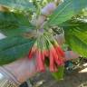 Fotografia 7 da espécie Iochroma gesnerioides do Jardim Botânico UTAD