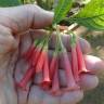 Fotografia 8 da espécie Iochroma gesnerioides do Jardim Botânico UTAD