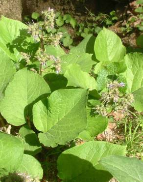 Fotografia 4 da espécie Trachystemon orientalis no Jardim Botânico UTAD