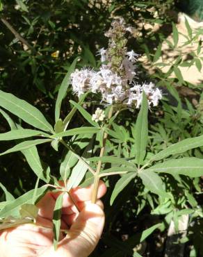 Fotografia 8 da espécie Vitex agnus-castus no Jardim Botânico UTAD