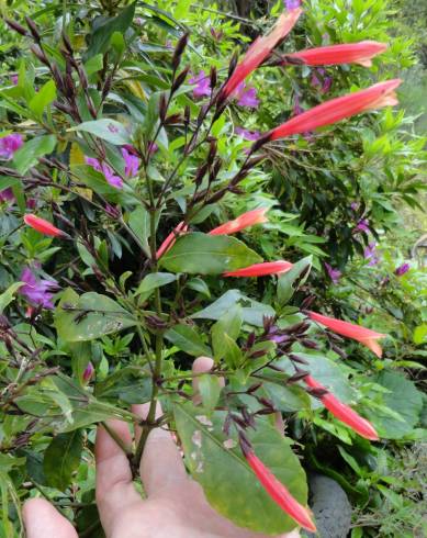 Fotografia de capa Justicia x penrhosiensis - do Jardim Botânico