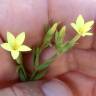 Fotografia 9 da espécie Centaurium maritimum do Jardim Botânico UTAD