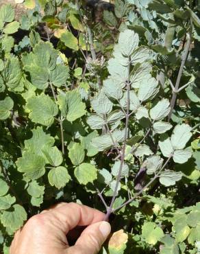 Fotografia 3 da espécie Thalictrum flavum subesp. costae no Jardim Botânico UTAD