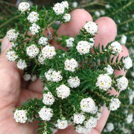 Fotografia da espécie Ozothamnus rosmarinifolius