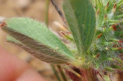 Fotografia da espécie Trifolium striatum subesp. striatum