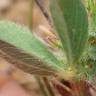Fotografia 2 da espécie Trifolium striatum subesp. striatum do Jardim Botânico UTAD