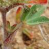 Fotografia 3 da espécie Trifolium striatum subesp. striatum do Jardim Botânico UTAD