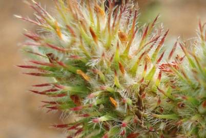 Fotografia da espécie Trifolium striatum subesp. striatum