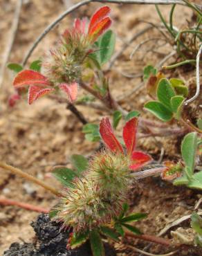 Fotografia 5 da espécie Trifolium striatum subesp. striatum no Jardim Botânico UTAD