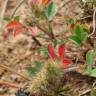 Fotografia 5 da espécie Trifolium striatum subesp. striatum do Jardim Botânico UTAD