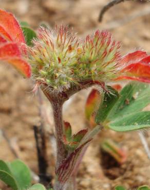 Fotografia 1 da espécie Trifolium striatum subesp. striatum no Jardim Botânico UTAD