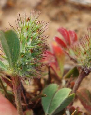 Fotografia 6 da espécie Trifolium striatum subesp. striatum no Jardim Botânico UTAD