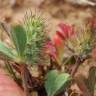 Fotografia 6 da espécie Trifolium striatum subesp. striatum do Jardim Botânico UTAD