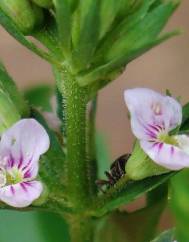 Veronica anagalloides subesp. anagalloides