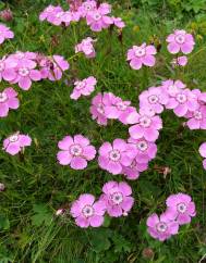 Dianthus alpinus