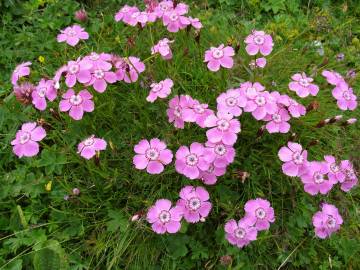 Fotografia da espécie Dianthus alpinus