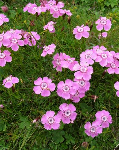 Fotografia de capa Dianthus alpinus - do Jardim Botânico