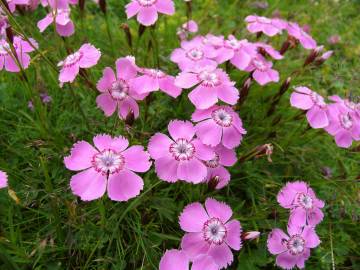 Fotografia da espécie Dianthus alpinus