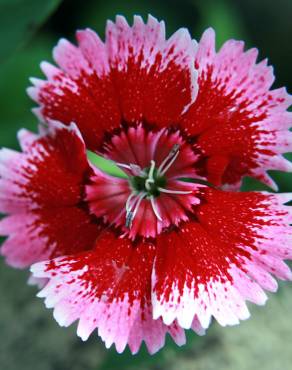 Fotografia 3 da espécie Dianthus alpinus no Jardim Botânico UTAD