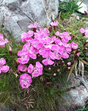 Fotografia 4 da espécie Dianthus alpinus no Jardim Botânico UTAD