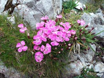 Fotografia da espécie Dianthus alpinus