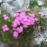 Fotografia 4 da espécie Dianthus alpinus do Jardim Botânico UTAD