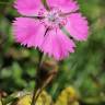 Fotografia 5 da espécie Dianthus alpinus do Jardim Botânico UTAD