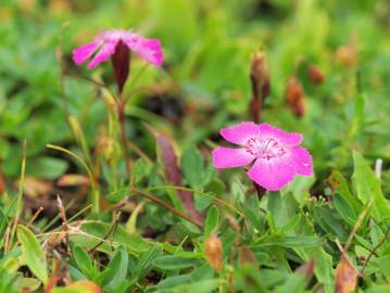 Fotografia da espécie Dianthus alpinus
